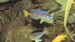 aquarium-von-robert-broehl-becken-1326_Cyprichromis