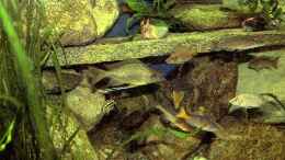 aquarium-von-robert-broehl-becken-1326_Cyprichromis und Ophtalmotilapia