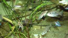 aquarium-von-robert-broehl-becken-1326_Gruppenbild