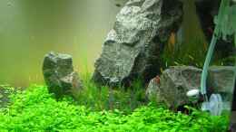 aquarium-von-niva-becken-13292_