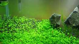 aquarium-von-niva-becken-13292_