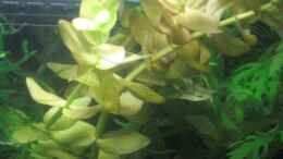 aquarium-von-malawi-tom-claudis-garnelenmicrowelt_Bacopa monnieri