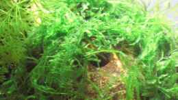 aquarium-von-malawi-tom-claudis-garnelenmicrowelt_Taxiphyllum barbieri