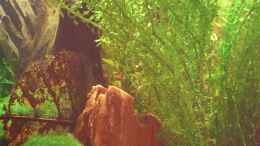 aquarium-von-malawi-tom-claudis-garnelenmicrowelt_Egeria najas