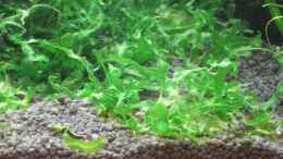 aquarium-von-malawi-tom-claudis-garnelenmicrowelt_Monosolenium tenerum