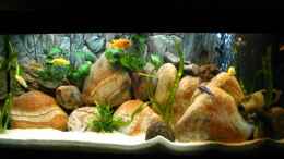 aquarium-von-kleener-stinker-becken-13321_