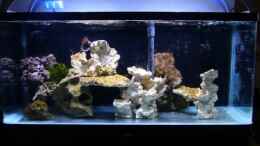 aquarium-von-kadijah-becken-13332_