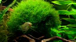 aquarium-von-guenni-sebastian039-s-vision-180_Taxiphyllum barbieri