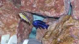 aquarium-von-karsten-michalski-becken-1340_Melanochromis cyaneorhabdos (maingano) mit Melanochromis aur