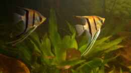 aquarium-von-vl-becken-1344_Am Abend