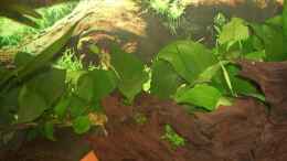 aquarium-von-samson-amazonas_Anubias xxxl