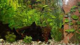 aquarium-von-sabrina-mertes-becken-13460_