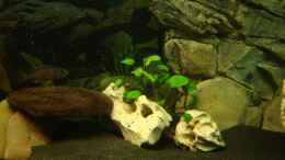 aquarium-von-fabian-s--becken-13495_Anubias