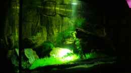 aquarium-von-dasys-neelybecken-becken-13496_Mondlicht