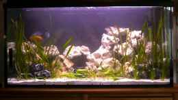 aquarium-von-jo-hille-becken-13498_