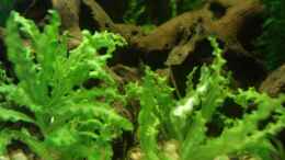 aquarium-von-lunimami-becken-13512_Pogostenum helferi