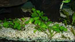 aquarium-von-michi-82-diskus_Anubias nana Gold