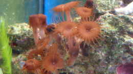 aquarium-von-b1gt4nk-sea-tank_Krustenanemone