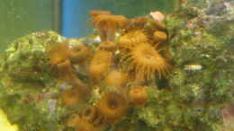 aquarium-von-b1gt4nk-sea-tank_meine Krustenanemone