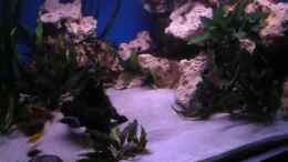 aquarium-von-felix-pahs-480l-malawiaquarium_