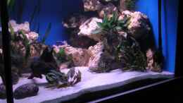 aquarium-von-felix-pahs-480l-malawiaquarium_