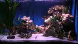 aquarium-von-felix-pahs-480l-malawiaquarium_