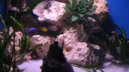 aquarium-von-felix-pahs-480l-malawiaquarium_