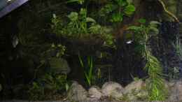 aquarium-von-dornwels-becken-13562_