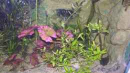 aquarium-von-dornwels-becken-13562_