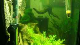 aquarium-von-dasys-neelybecken-becken-13565_