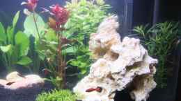 aquarium-von-nicki83-becken-13589_nach 5 Tagen