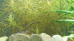 aquarium-von-linkman-becken-13628_Pogostemon stellata  