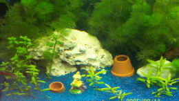 aquarium-von--mandy-hopp-und-kevin-rothfuss-becken-1365_