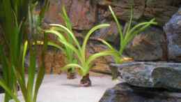 aquarium-von-pennywise-malawitank_crinum thaianum