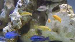 aquarium-von-laikme-laikme-tank_yellows, johannis, taeniolatus, annectens & im Background el