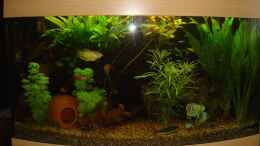 aquarium-von-fohlenpower-mein-1-becken_