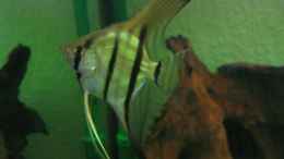 aquarium-von-michael-gerhardt-becken-1377_Pterophyllum altum (alte Einrichtung)