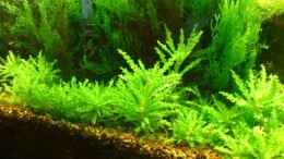 aquarium-von-katzenmutti-becken-13777_Pogostemon Helferie