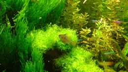 aquarium-von-katzenmutti-becken-13777_Riccia Fluitanes