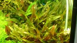 aquarium-von-katzenmutti-becken-13777_Cryptocoryne