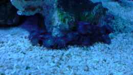 aquarium-von-o-k--becken-13788_