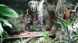 aquarium-von-der-suedamerikaner-paludarium_Orchideen, Bromelien, Tillandsien und Co.