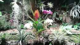 aquarium-von-der-suedamerikaner-paludarium_Orchideen, Bromelien, Tillandsien und Co.