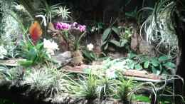 aquarium-von-der-suedamerikaner-paludarium_Orchideen, Bromelien, Tillandsien und Co.