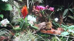 aquarium-von-der-suedamerikaner-paludarium_Orchideen, Bromelien, Tillandsien und Co.