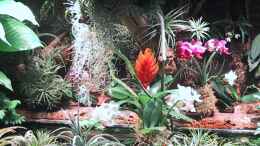 aquarium-von-der-suedamerikaner-paludarium_Orchideen, Bromelien, Tillandsien und Co.