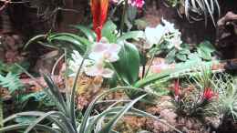 aquarium-von-der-suedamerikaner-paludarium_Orchideen, Bromelien, Tillandsien und Co.