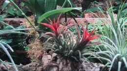 aquarium-von-der-suedamerikaner-paludarium_Orchideen, Bromelien, Tillandsien und Co.