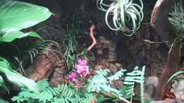 aquarium-von-der-suedamerikaner-paludarium_Orchideen, Bromelien, Tillandsien und Co.