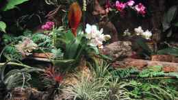 aquarium-von-der-suedamerikaner-paludarium_Orchideen, Bromelien, Tillandsien und Co.